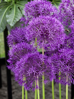 Allium Purple Rain 