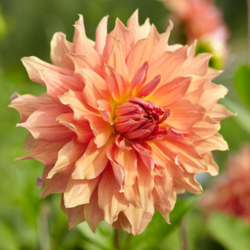 Decorative Dahlias