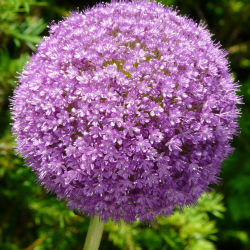 Alliums
