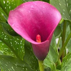 Calla Lily - Zantedeschia