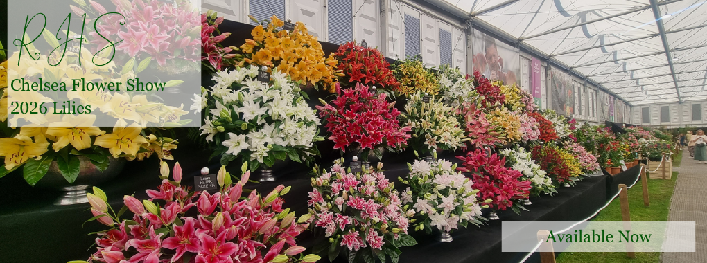RHS Chelsea Lilies 2026