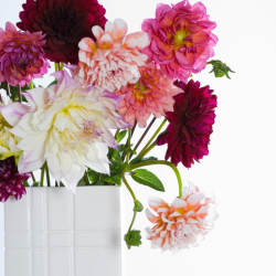 Dahlia Collections