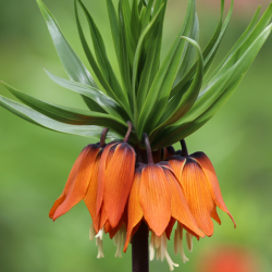 Fritillaria