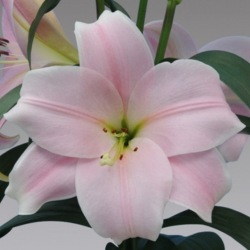 Longiflorum Oriental Lilies