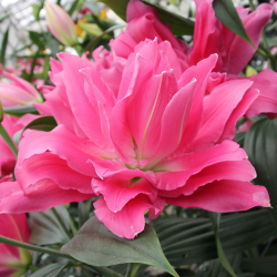 New Lilies 2026