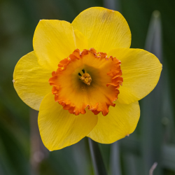 Narcissus