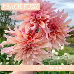 Peach Fuzz Colour of the Year 2024