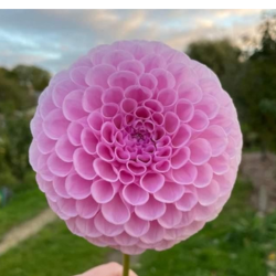 Pom Pom Dahlias