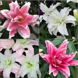 Lily Bulb Collections