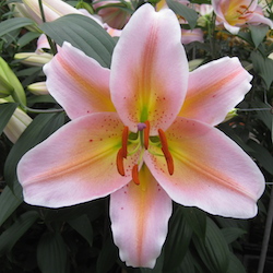 New Lilies for 2022