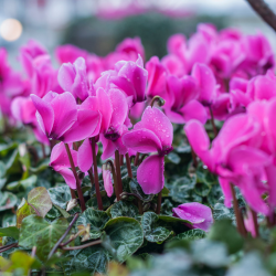 Cyclamen