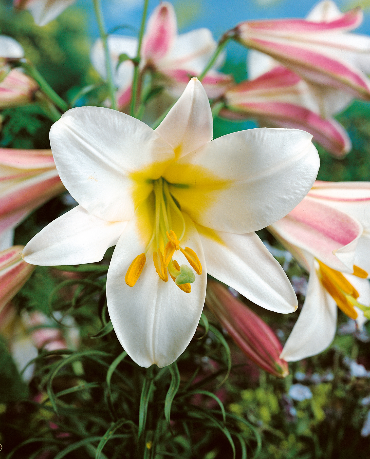 Lilium Regale | Trumpet Lilies | Buy Lily Bulbs from the Gold Medal ...