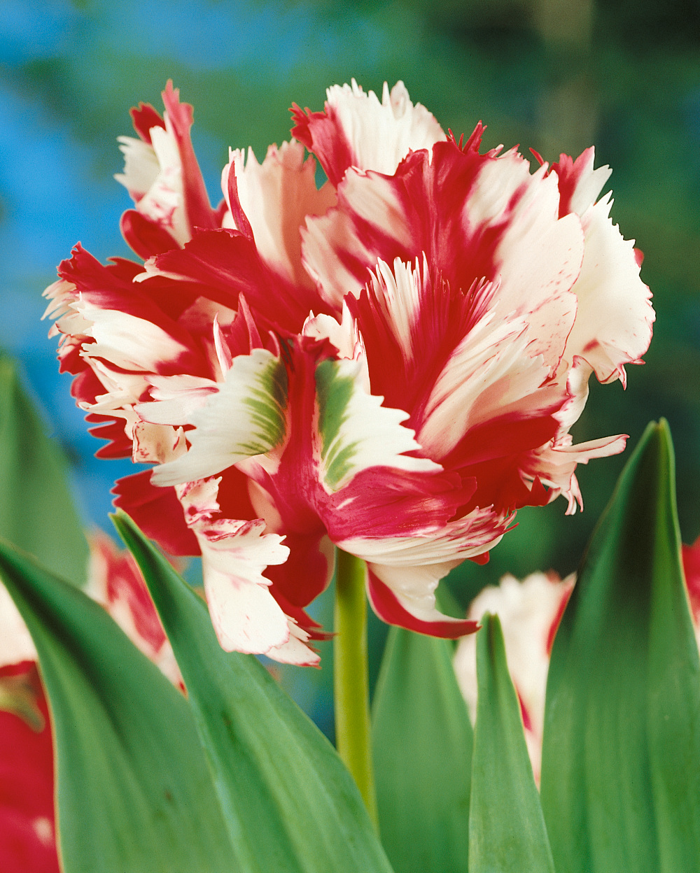 Buy Tulip Bulbs | Parrot Tulip Estella Rynveld | Gold Medal winning ...