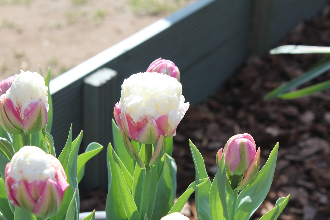 Buy Tulip Bulbs | Tulipa Ice Cream | Gold Medal winning Harts Nursery.