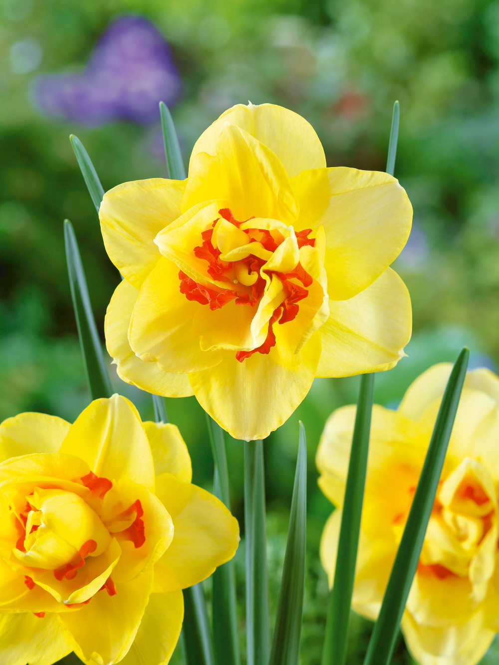 Buy Daffodil Bulbs | Narcissus Tahiti | Gold Medal winning Harts Nursery