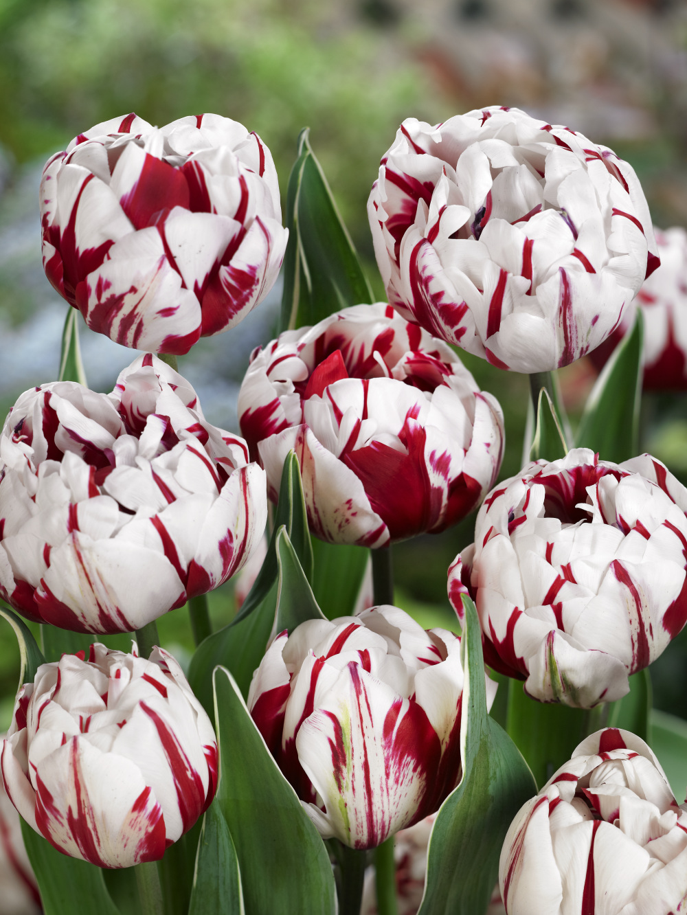 Buy Tulip Bulbs | Tulipa Carnaval De Nice | Gold Medal winning Harts
