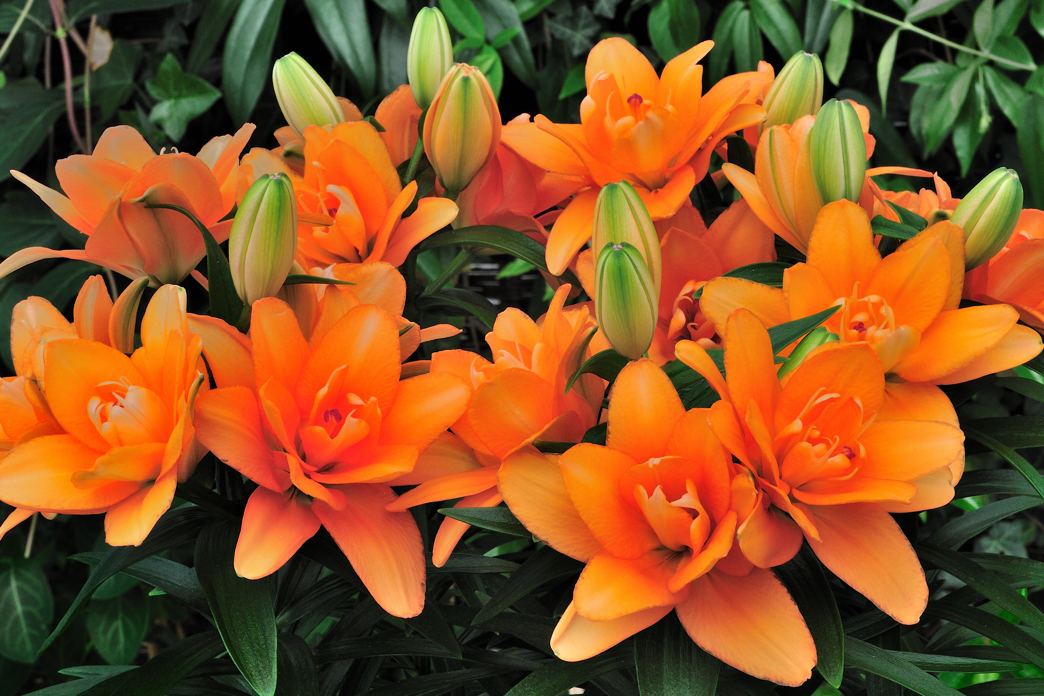 Buy Lily Bulbs | Tiny Double You Dwarf Oriental Lily | Gold Medal ...