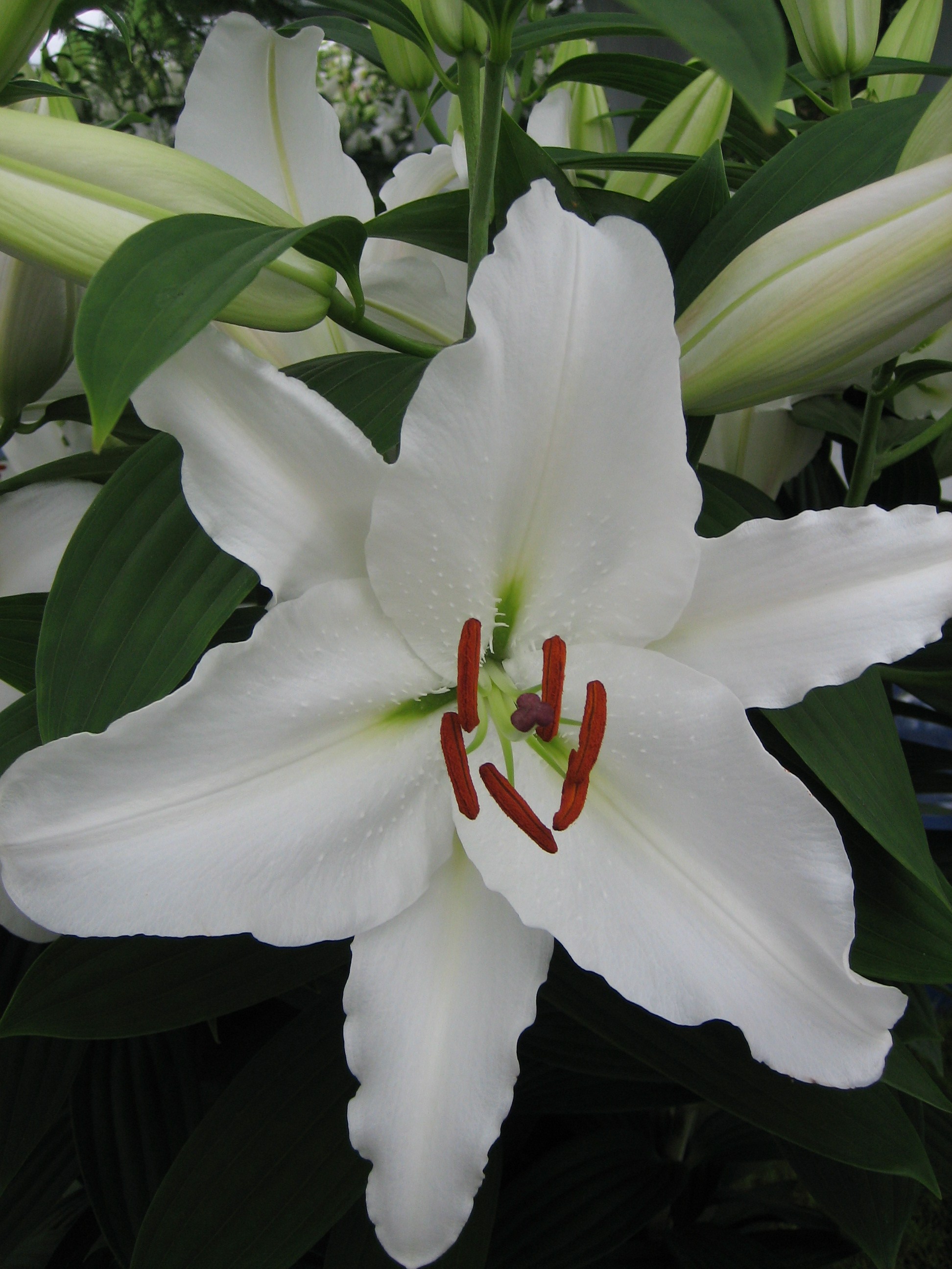 lily, snow-white, flower Wallpaper, HD Flowers 4K 
