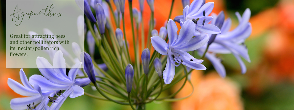 Agapanthus