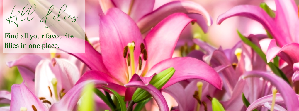 All Lilies
