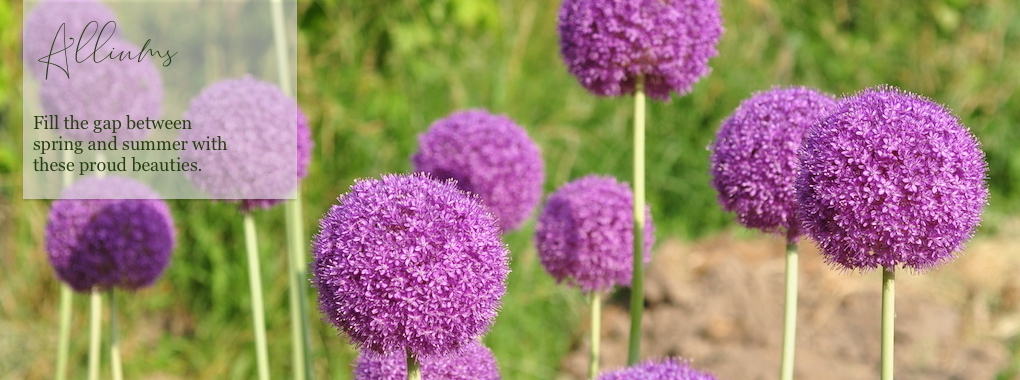 Allium Bulb Collections