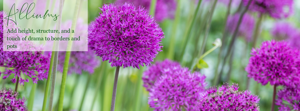 Alliums
