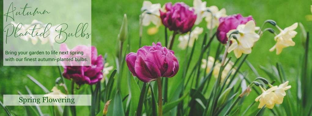 AUTUMN PLANTED BULBS