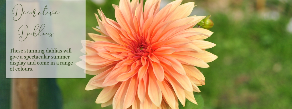 Decorative Dahlias
