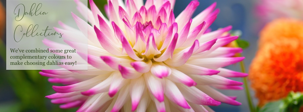 Dahlia Collections