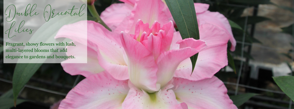 Double Oriental Lilies