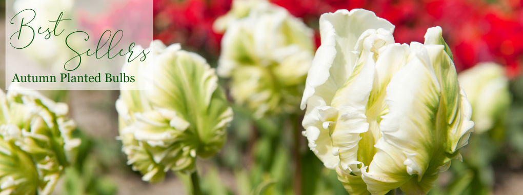 Best Sellers - Autumn Planted Bulbs