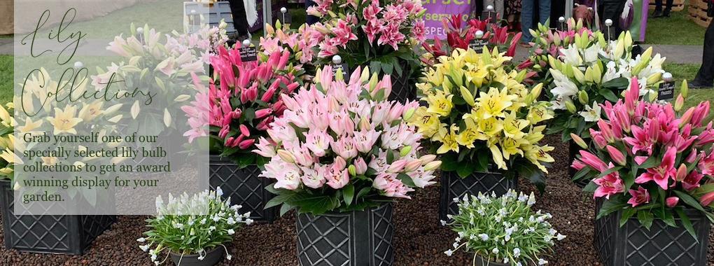 Lily Bulb Collections