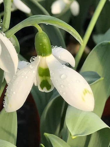 Galanthus Snow Fox (Pack of 5)