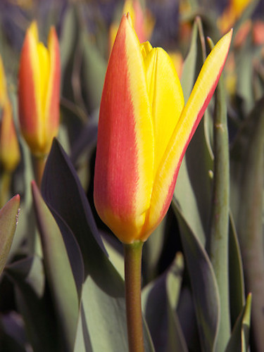 Tulip 'Giuseppe Verdi'