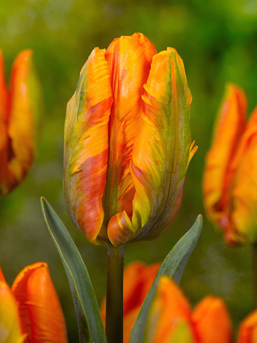 Tulip 'Princess Irene Parrot'