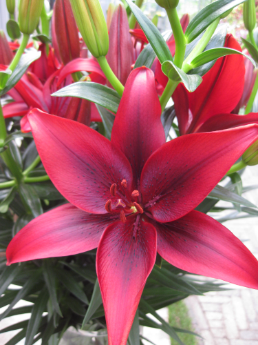 Buy Lily Bulbs | Black Out Asiatic Lily bulbs from the Gold Medal winning  Harts Nursery