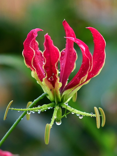 Gloriosa | The Flame Lily