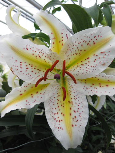 Lily 'Auratum Gold Band'