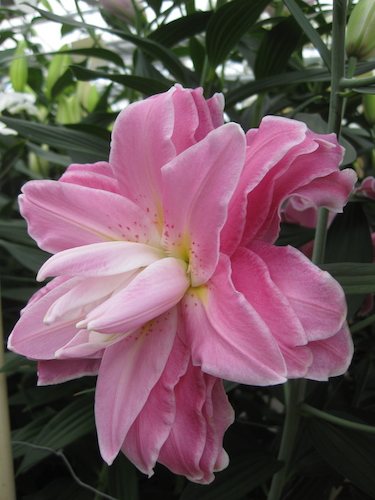 Lily 'Accolade'