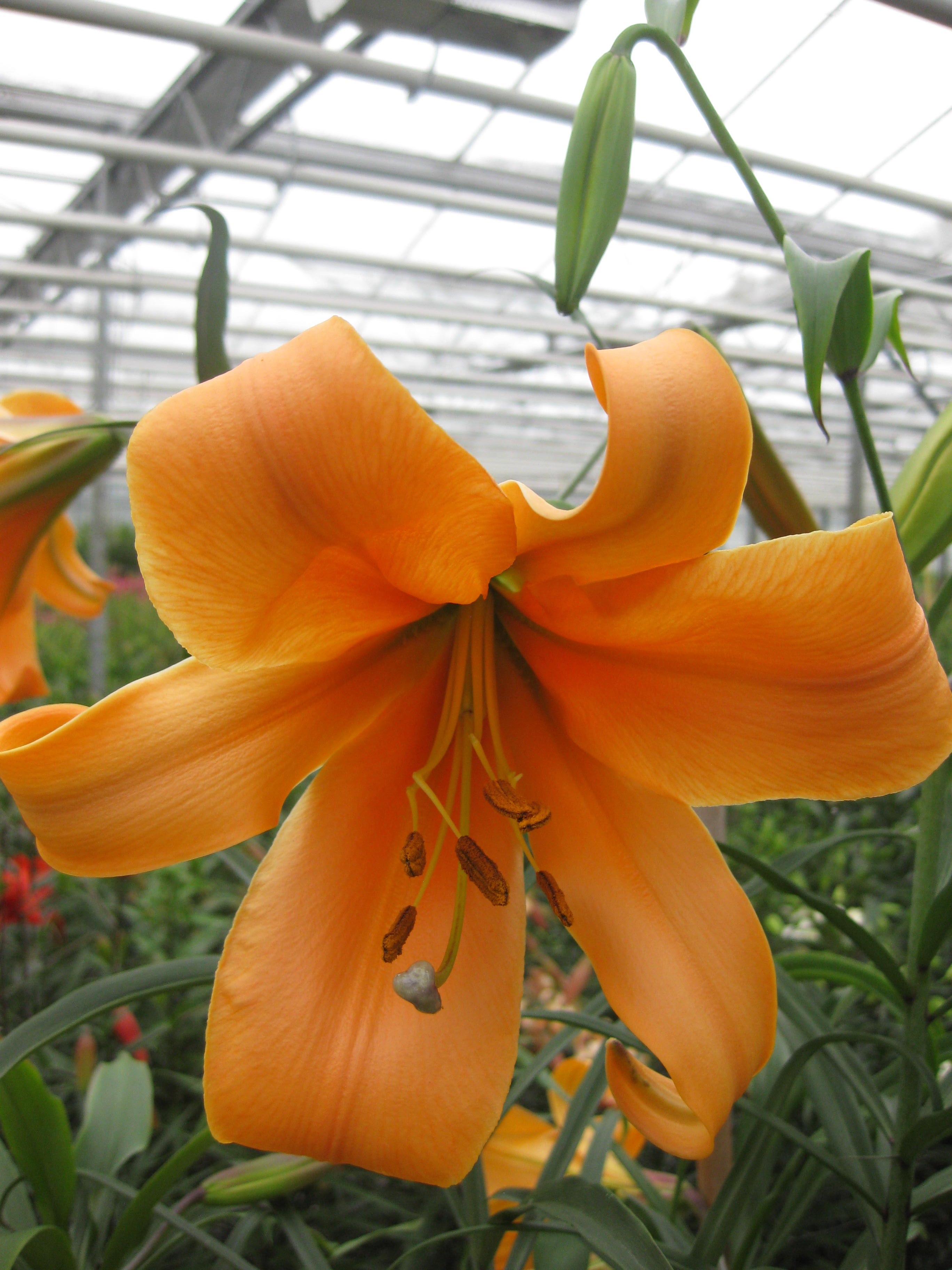 Lily 'African Queen' group