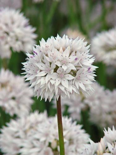 Allium Amplectens Graceful Beauty