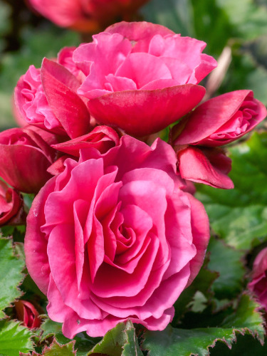 Begonia Double Pink (Pack of 5)
