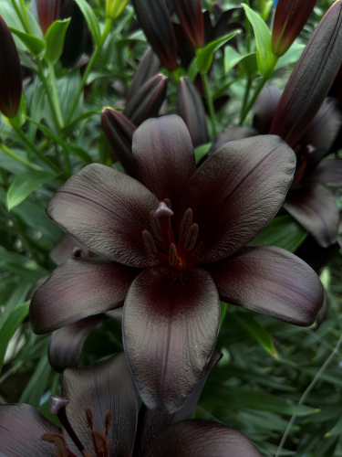 Lily 'Black Ship'