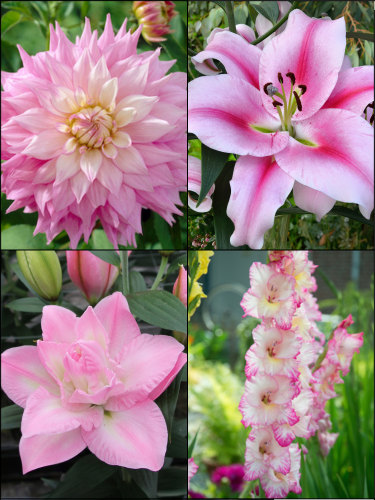 Blush Pink Summer Flower Collection (Pack of 24)