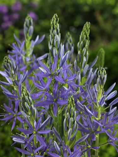 Camassia Leichtlinii Caerulea