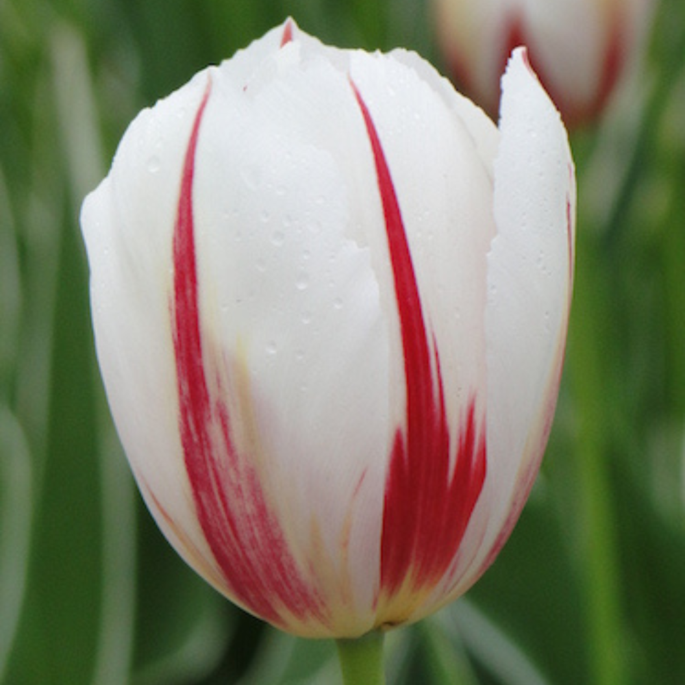 Tulip 'Carnaval de Rio' 