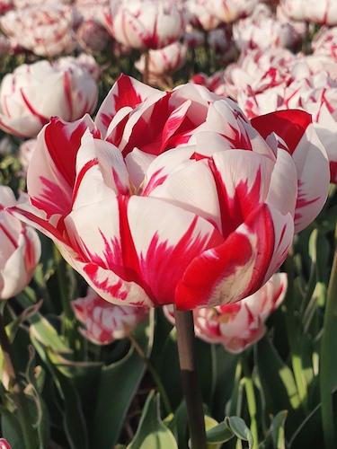 Tulip 'Carnaval de Nice'