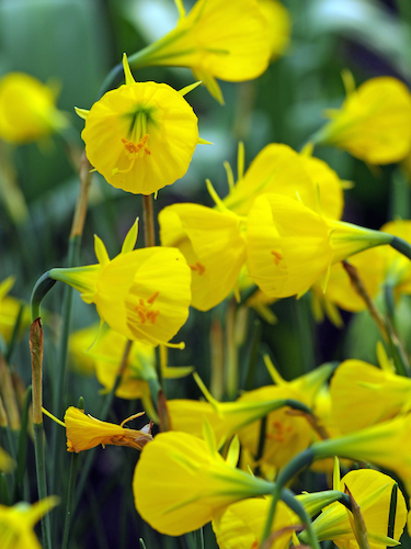 Narcissus 'Oxford Gold®'