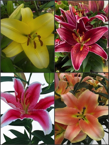 'Colourful Chelsea' Lily Collection (Pack of 20 Bulbs) 