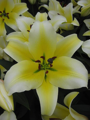 Giant Lily 'Conca D'Or' (Pack of 5 huge Bulbs)